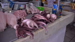 Más de 300 mil pesos por embarcación: el alto costo de la captura de pulpo en Yucatán