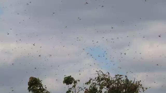 Especialistas consideran que los vientos desvían a los insectos a zonas urbanas como Mérida