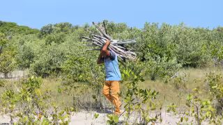Especialistas analizarán en Yucatán soluciones naturales ante la crisis climática