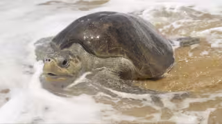 La hallaron con una grave lesión y un año después volvió al océano: la historia de Verdín, tortuga rescatada en Celestún