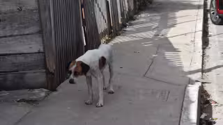 Atienden siete denuncias al día por maltrato animal en Mérida por mascotas sin sombra ni espacio suficiente