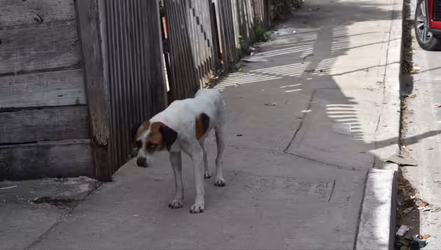 En enero pasado, el Ayuntamiento recibió 215 denuncias por agresiones o negligencia