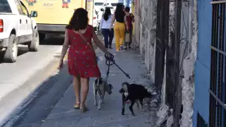 Detectan estafas con la venta de perros de raza en Mérida