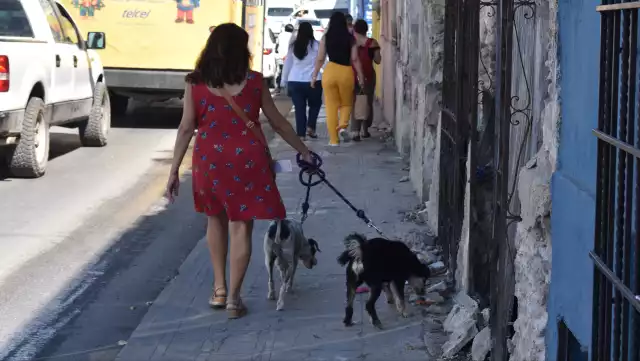 La demanda de mascotas es aprovechada para cometer fraudes.