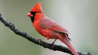   Piden veda temporal para seis especies de aves en Yucatán: Denuncian captura indiscriminada   