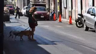 Suman 850 denuncias ante la FGE Yucatán por maltrato y crueldad animal