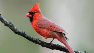 De acuerdo con los denunciantes, la presencia de estas aves ha disminuido 