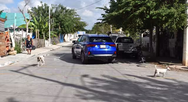 La población ya tiene más conciencia y medios para denunciar agresiones hacia animales en Mérida