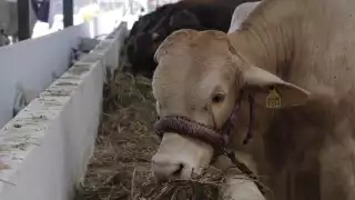  Denuncian tráfico de ganado  desde Yucatán hacia Centroamérica