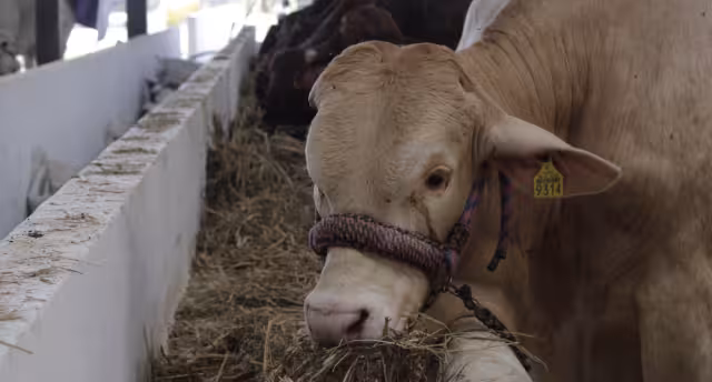 En un video se muestra cómo trasladan de manera ilícita un animal