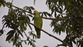 Advierten sobre el impacto humano en las poblaciones del loro yucateco, especie amenazada en México