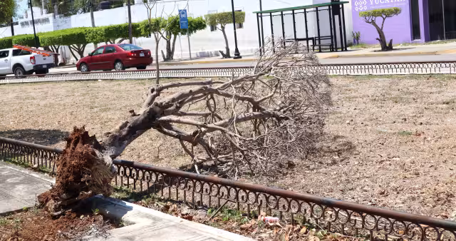 Las proyecciones interactivas que se hacían en el espacio quedaron suspendidas desde el 1 de febrero