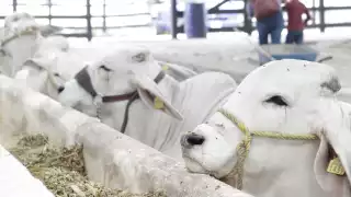 Productores de Yucatán, en alerta por la amenaza del gusano barrenador del ganado 