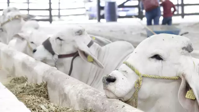Criadores de ganado aseguran que pueden contrarrestar un ataque del gusano barrenador