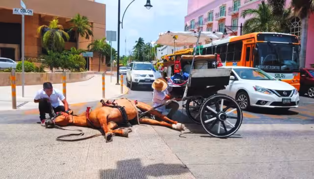 El intento de sustituir caballos por vehículos eléctricos es un fracaso