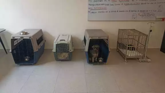 Vecinos denunciaron el abandono de los canes desde hace días. Vecinos denunciaron el abandono de los canes desde hace días.