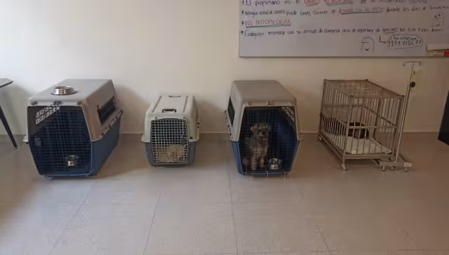 Vecinos denunciaron el abandono de los canes desde hace días.