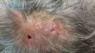 Adultos mayores y niños, los más expuestos a infestación por gusano barrenador en Campeche