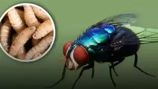 Quintana Roo, cerca de los 100 casos de gusano barrenador