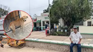 Aumentan casos de mordeduras de perros en José María Morelos durante agosto