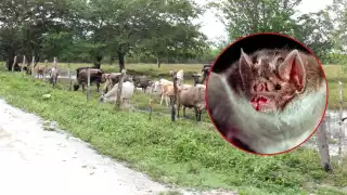 Reportan ataque de murciélagos  hematófagos al ganado en Felipe Carrillo Puerto; temen contagios de rabia