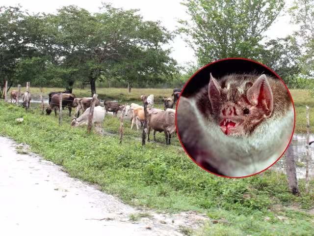 Los agraviados señalaron que en caso de que haya ejemplares contagiados de derriengue, éstos serán sacrificados para evitar más infecciones