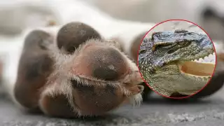 Fallece “Max", un perrito belga tras ser atacado por un cocodrilo en la Bahía de Chetumal