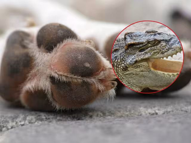 La muerte del can causó indignación entre la comunidad debido al descuido del dueño por sacarlo sin correa