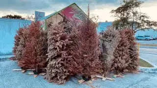 Exhorta Semabicce en Campeche a reciclar pinos navideños en centros de acopio