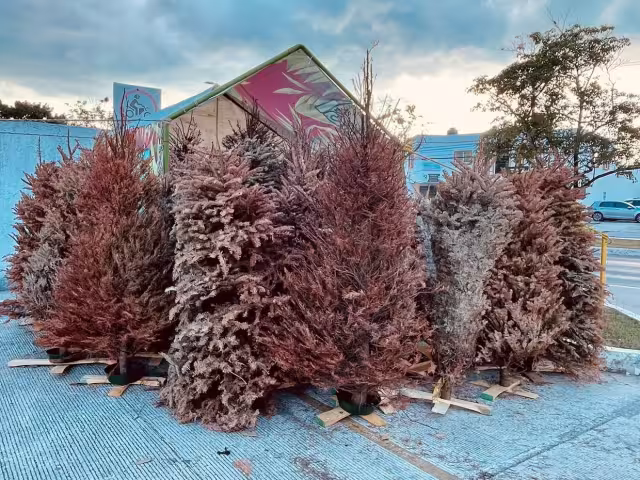 La directora de Gestión Ambiental, destacó que estos pinos serán enviados al Tecnológico de China