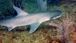 Hombre captura  ejemplar de tiburón cabeza de pala en  el  puerto de Progreso; Denuncian crueldad animal 