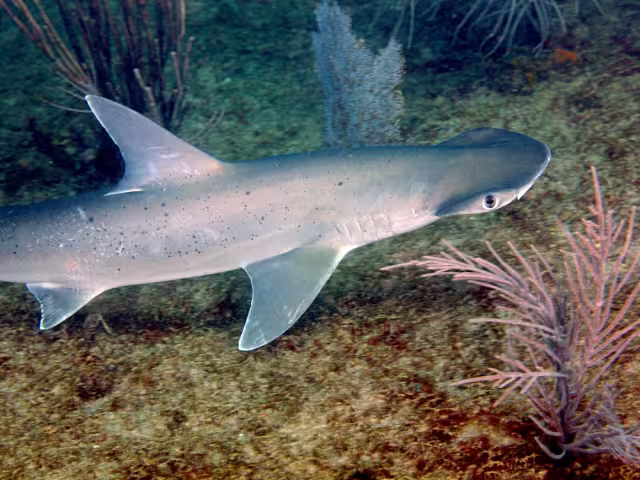 La especie, catalogada como "en peligro", se ha registrado en distintos puntos de la costa yucateca