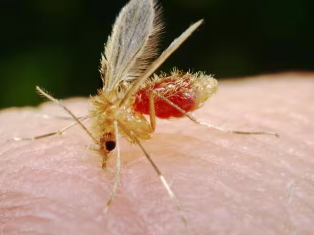 Las moscas de arena son las transmisoras de esta enfermedad.