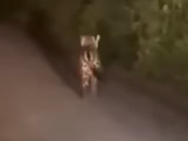 Cría de jaguar captado en video rondando sola por rancho