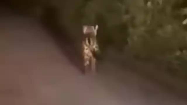 Cría de jaguar captado en video rondando sola por rancho