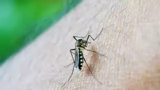 Confirman nuevo caso de  dengue con signos de alarma en Quintana Roo