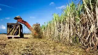 Lluvias en Quintana Roo dejaron pérdidas de 140 mdp en la zafra 2023-2024 