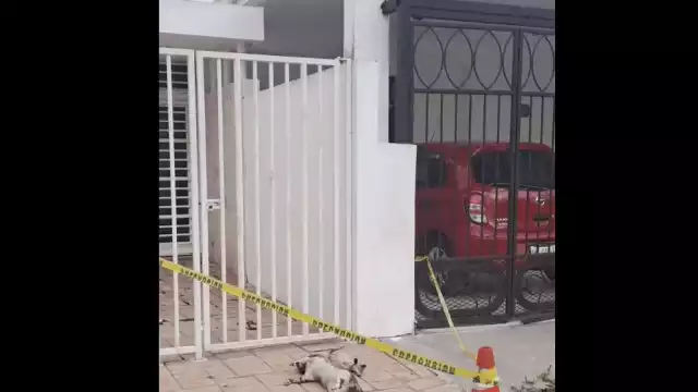 Reportan envenenamiento masivo de gatos y zarigüeyas