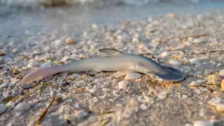Crías de tiburón cabeza de pala son halladas muertas en playas de Progreso