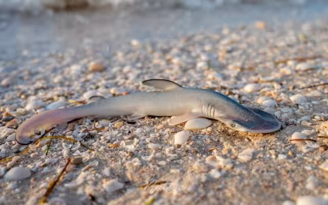 Hasta el momento se desconoce la razón del deceso masivo