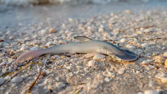Hasta el momento se desconoce la razón del deceso masivo