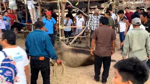 Un burel se escapa del coso taurino durante la feria tradicional de la demarcación de Tixhualactún Un burel se escapa del coso taurino durante la feria tradicional de la demarcación de Tixhualactún