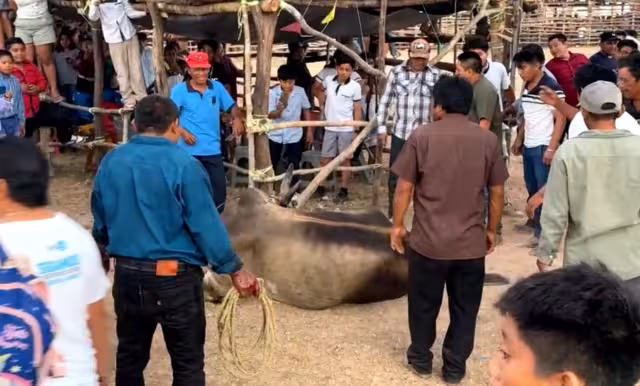 Un burel se escapa del coso taurino durante la feria tradicional de la demarcación de Tixhualactún