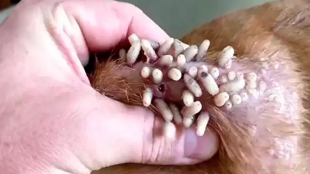 En Quintana Roo no hay casos de miasis por gusano barrenador en humanos.