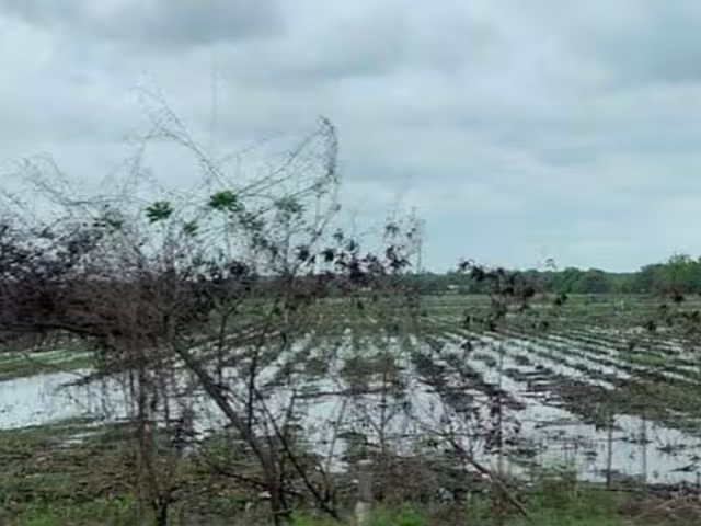 Cañeros piden 50 MDP de indemnización por pérdida de caña
