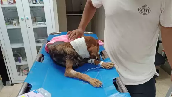 Fiscalía de Campeche investiga caso de perrita con heridas severas: podría tratarse de maltrato animal