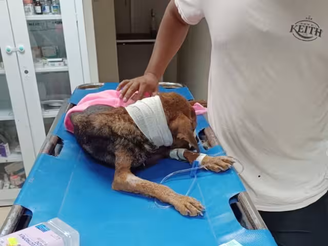 Fiscalía de Campeche investiga caso de perrita con heridas severas: podría tratarse de maltrato animal