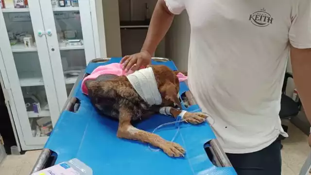 Fiscalía de Campeche investiga caso de perrita con heridas severas: podría tratarse de maltrato animal