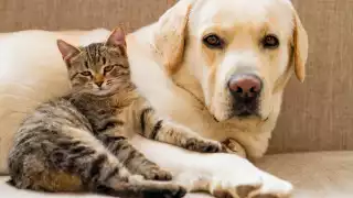 Indignación por envenenamiento de mascotas en Hopelchén; exigen justicia