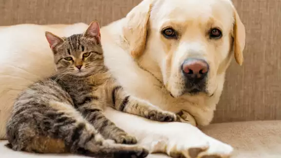 Cinco perros y dos gatos fueron envenenados, generando indignación entre los habitantes